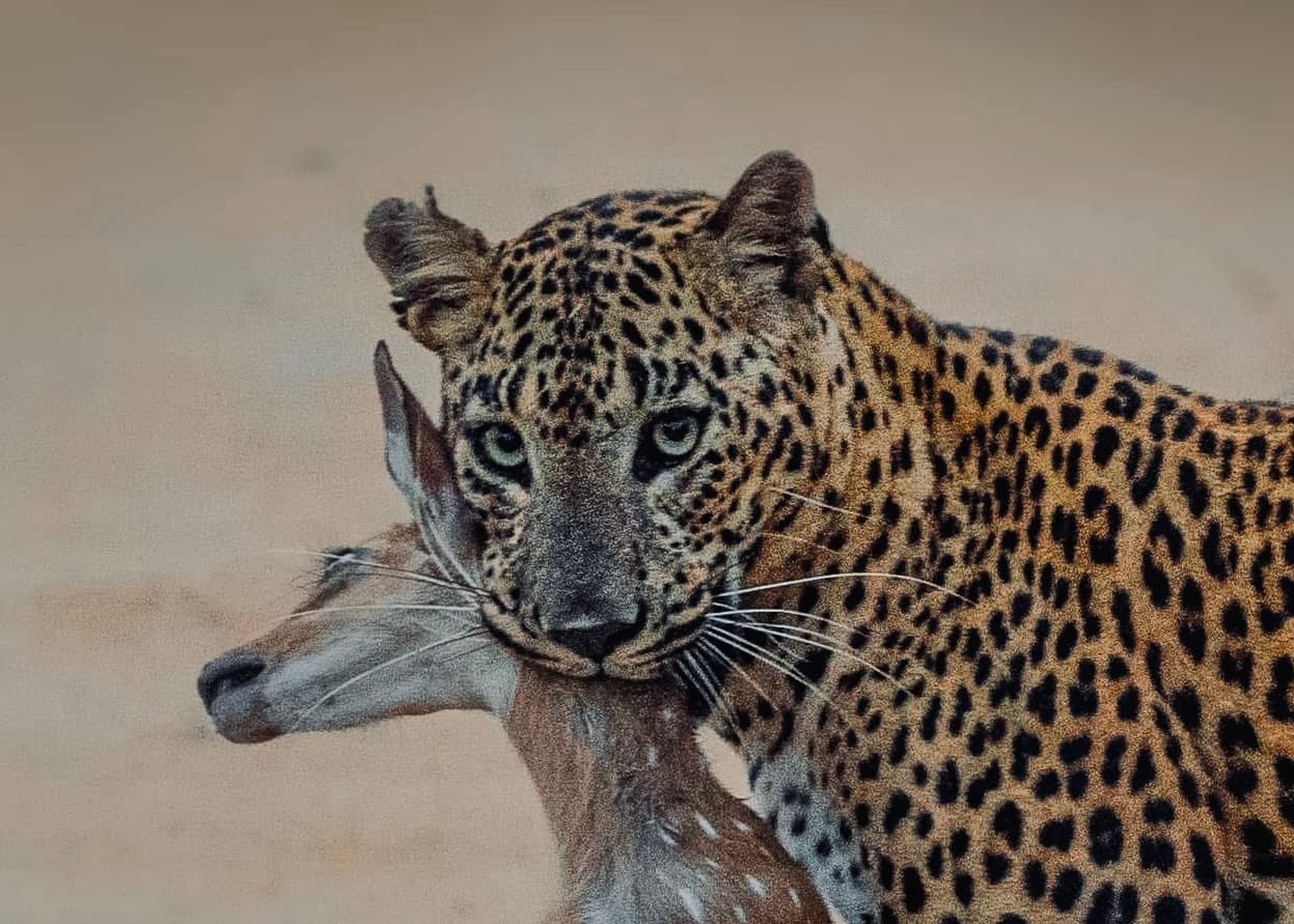 Yala National Park Safari 2026 Digital Ticketing, 300-Vehicle Cap & Why Block 5 is the Ethical Choice - Yala National Park Blog