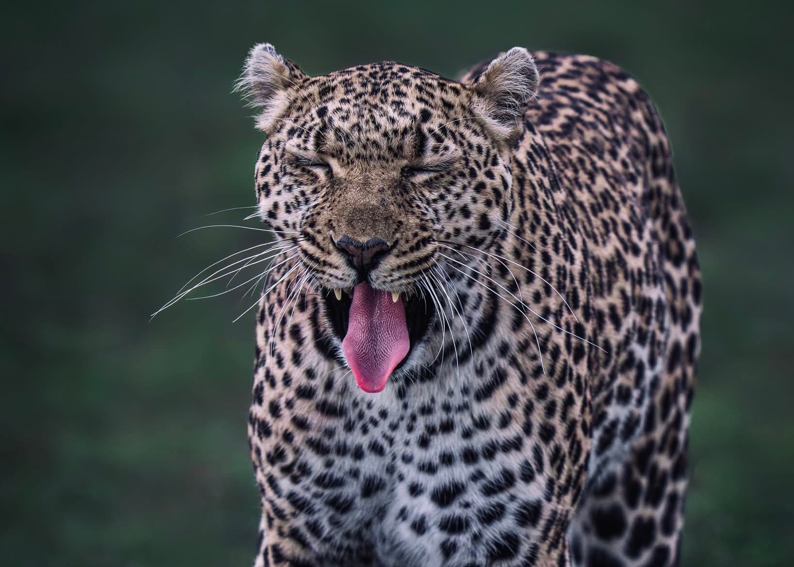 The 2026 Yala National Park Transformation Digital Tickets, 300-Vehicle Cap & The Lucas Wake-Up Call - Yala National Park Blog