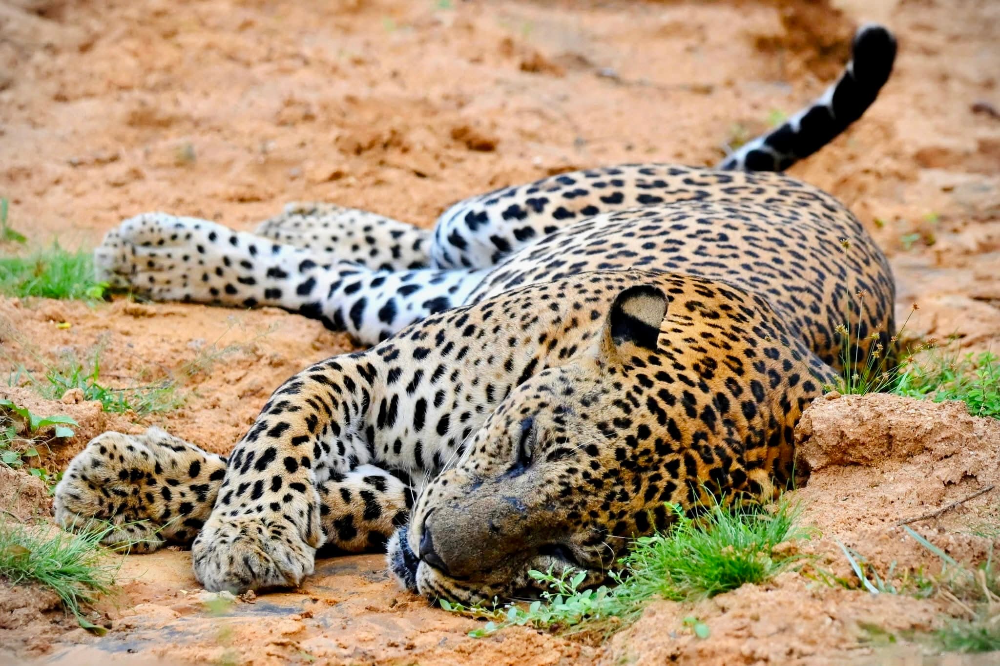 Yala National Park: 50 Most Asked Questions Answered (2026 Complete FAQ Guide) - Yala National Park Blog