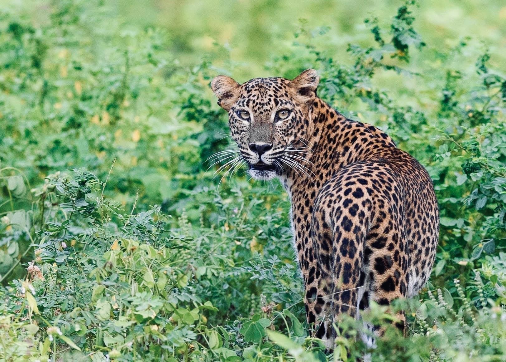 Yala's Big Three How to See a Leopard, Elephant AND Sloth Bear on One Safari (Complete 2026 Guide) - Yala National Park Blog