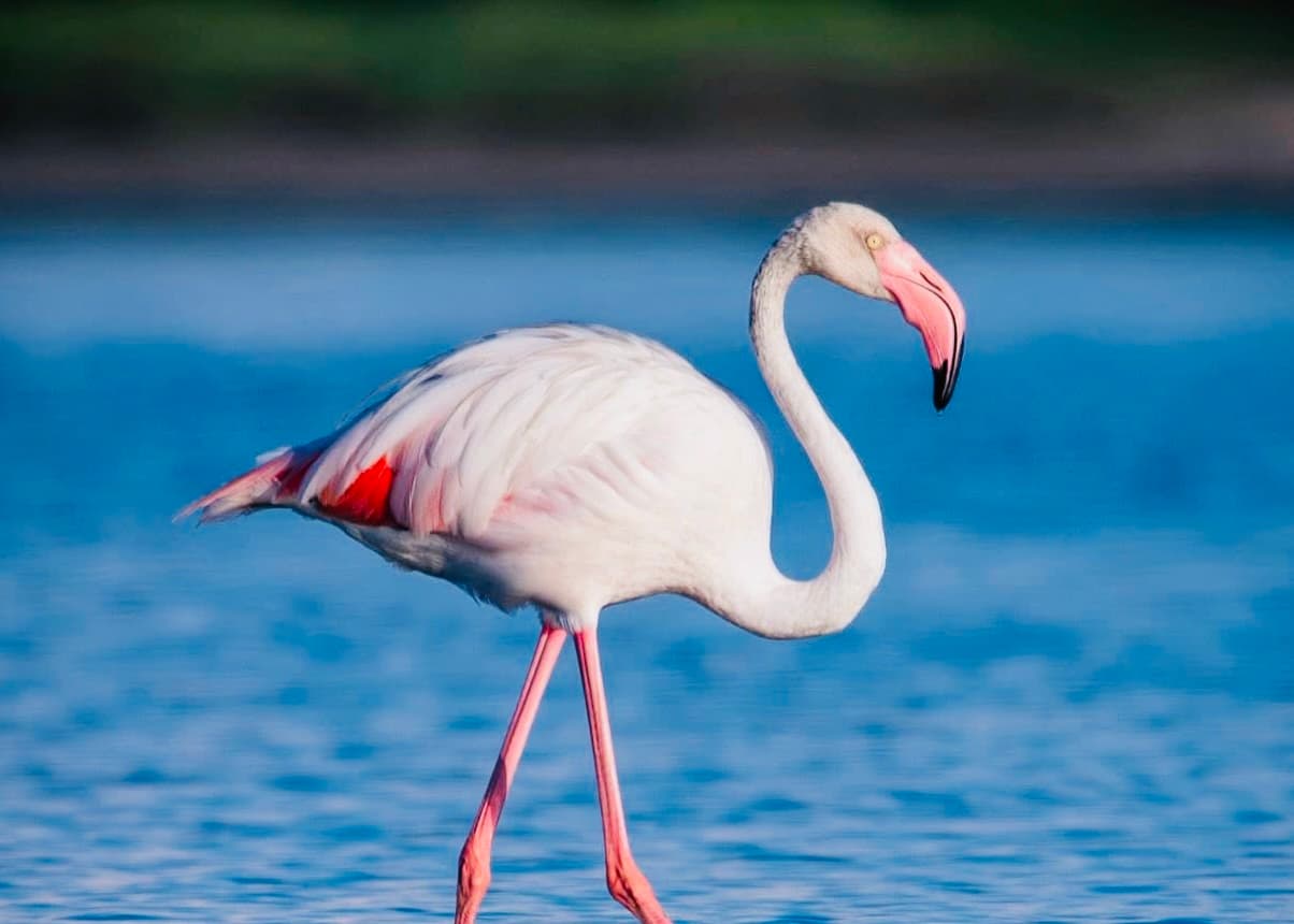 Yala National Park Safari 2026 Ultimate Foreigners Guide Real Costs, Best Time for Leopards, Block 1 vs Block 5 & How to Avoid Crowds - Yala National Park Blog
