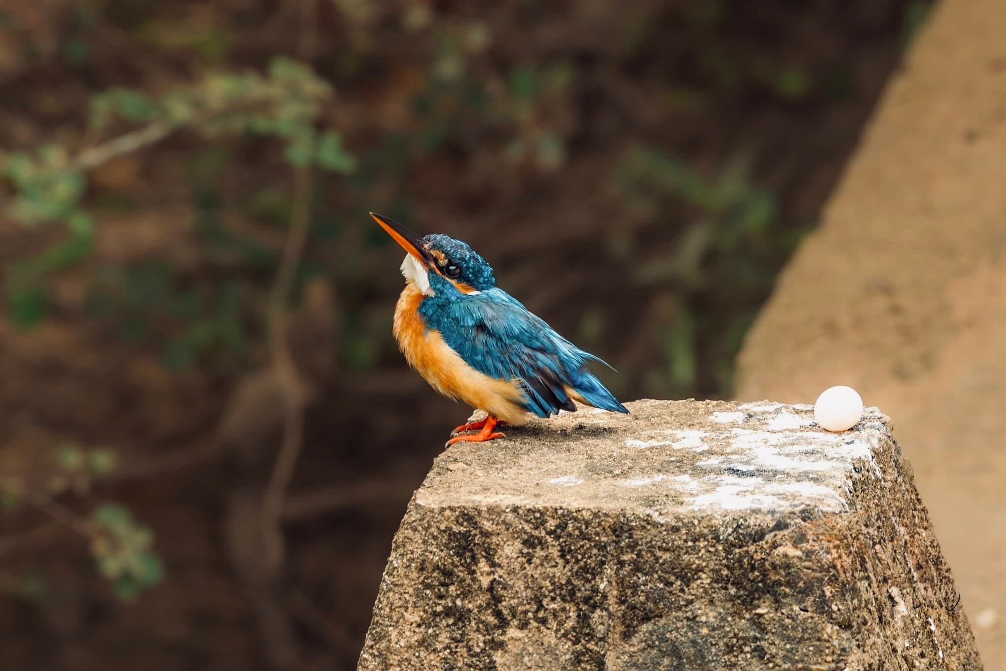 Yala National Park Is It Really Worth It in 2026? (Honest Answer After Deep Research) - Yala National Park Blog