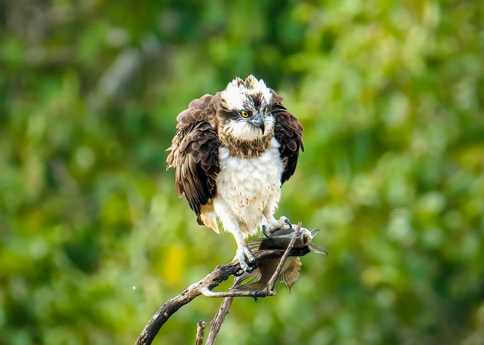Sri Lanka Wildlife Safari Guide 2026 The Complete Handbook to Every Park, Animal & Experience - Yala National Park Blog