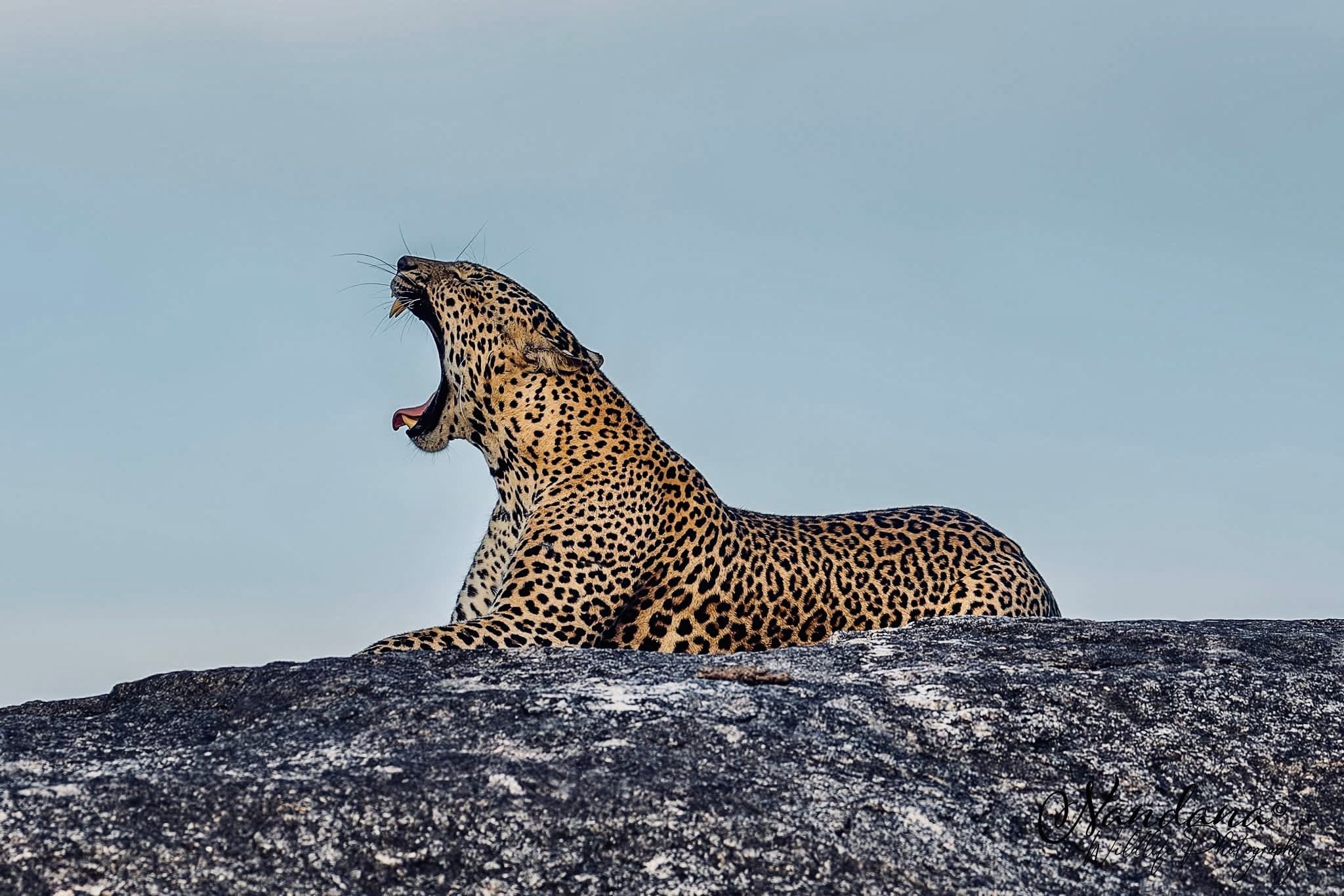 wildlife Accommodation Guide 2026 | Budget to Luxury Lodges Compared (Complete Breakdown) - Yala National Park Blog