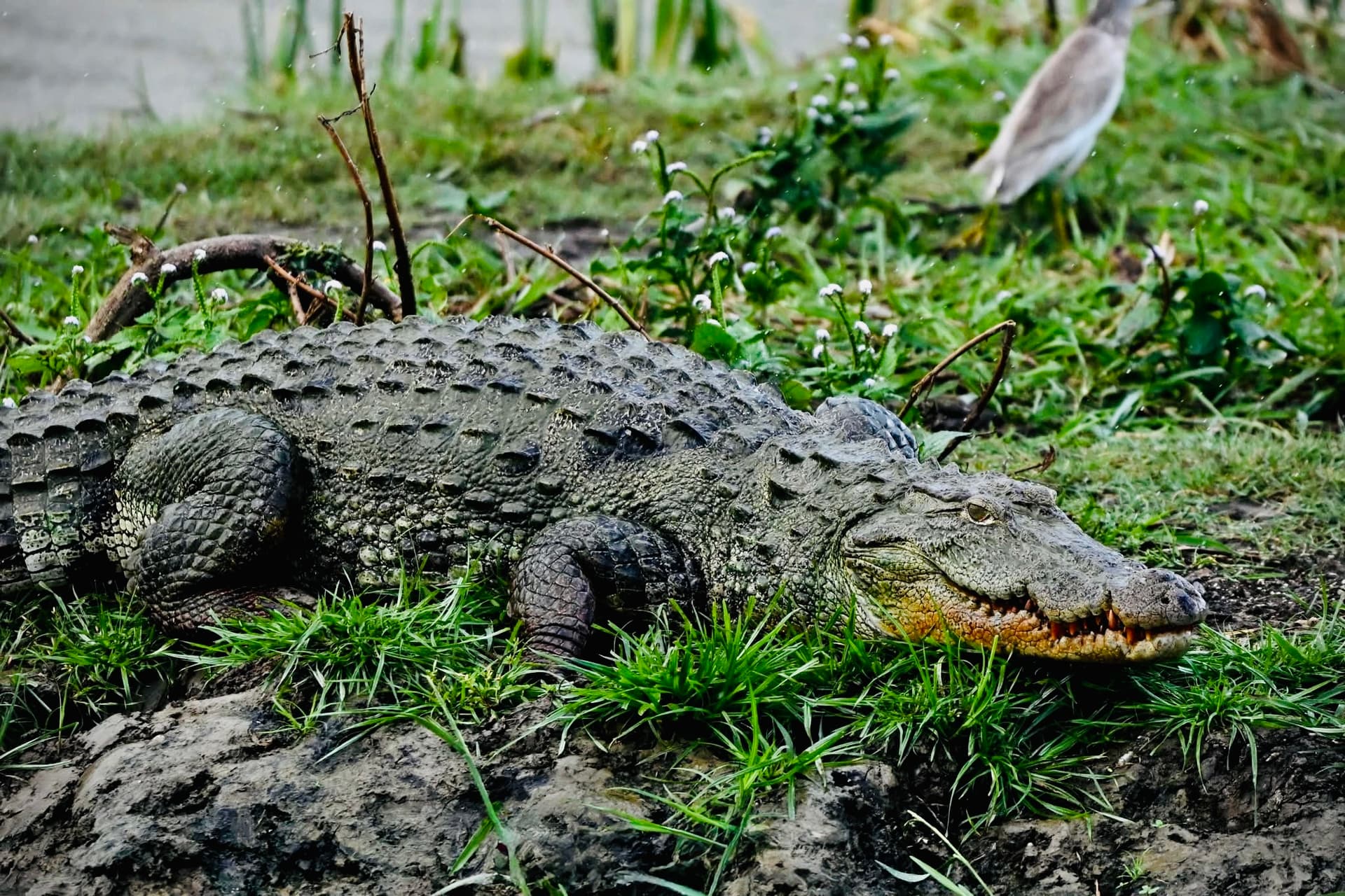 How to Get to Yala | Complete Transport Guide from Every Sri Lanka Location - Yala National Park Blog