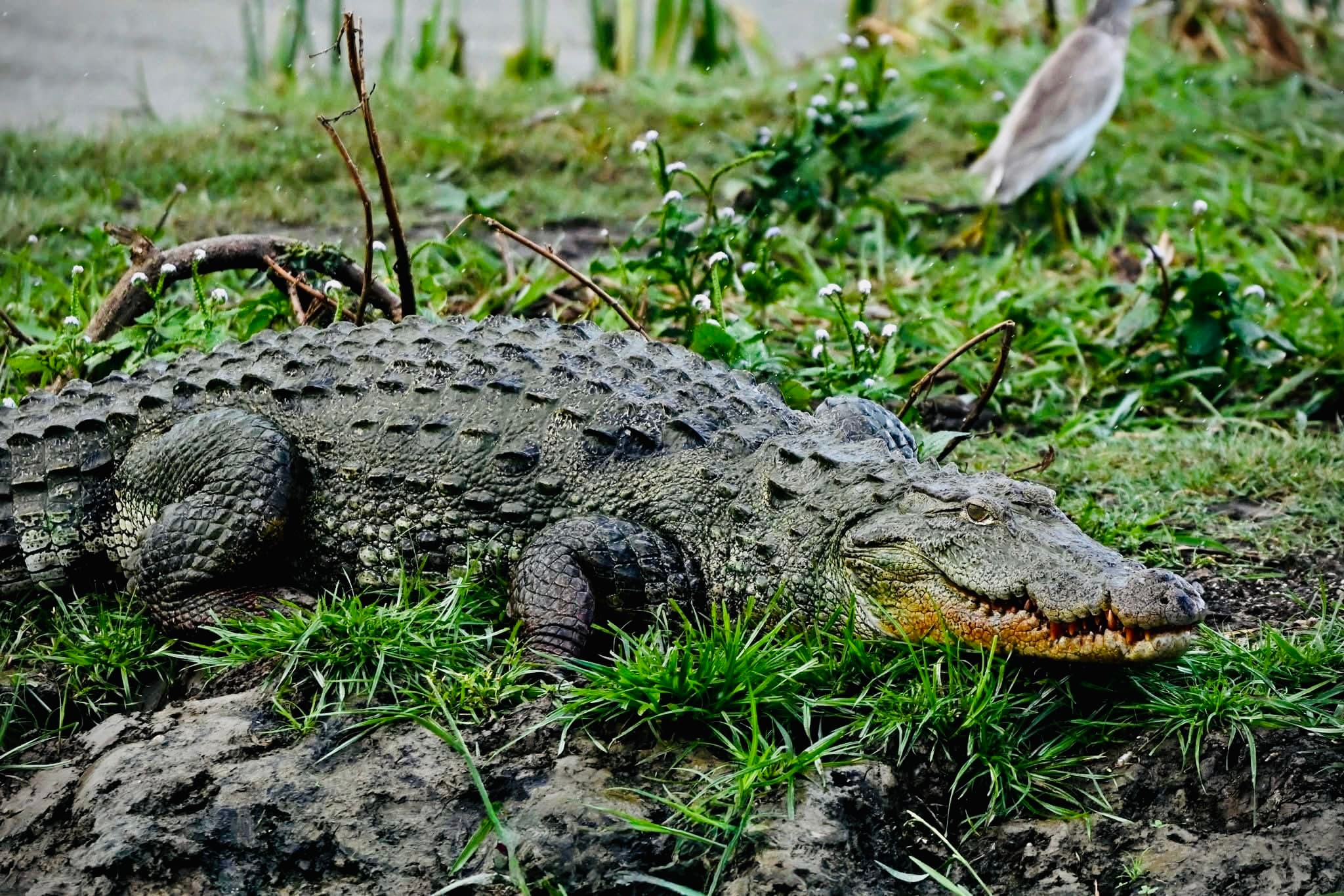 How to Get to Yala | Complete Transport Guide from Every Sri Lanka Location - Yala National Park Blog
