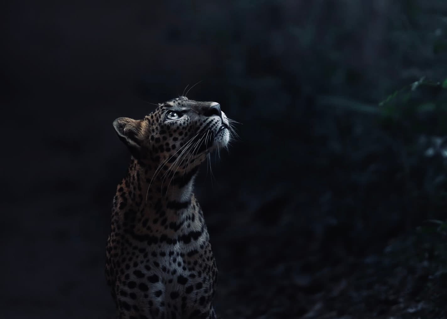 Sri Lanka Travel Guide 2026 | Complete Itineraries, Costs & Tips - Yala National Park Blog