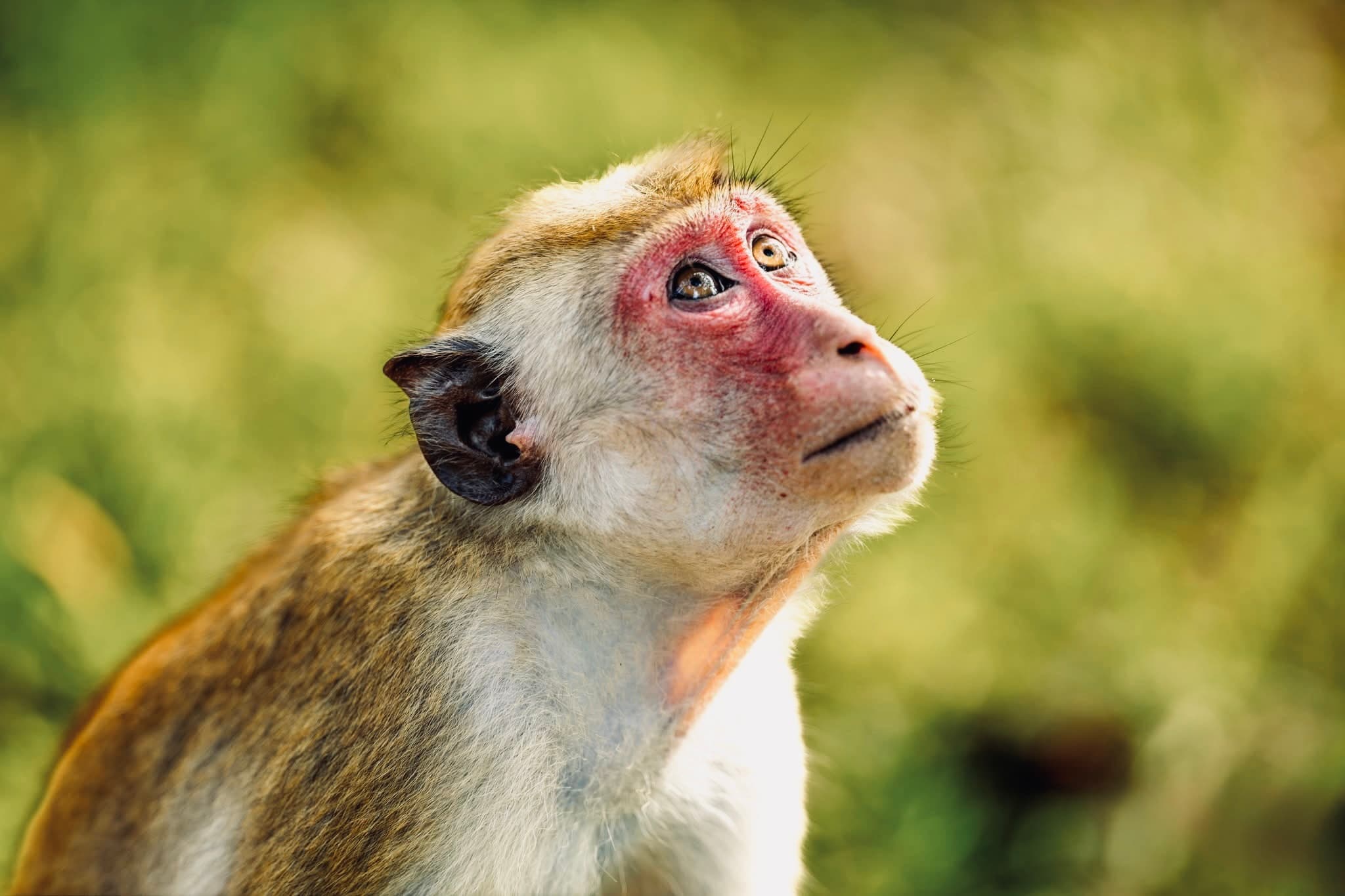 Best Time to Visit Sri Lanka in | Complete Weather & Monsoon Guide by Month - Yala National Park Blog