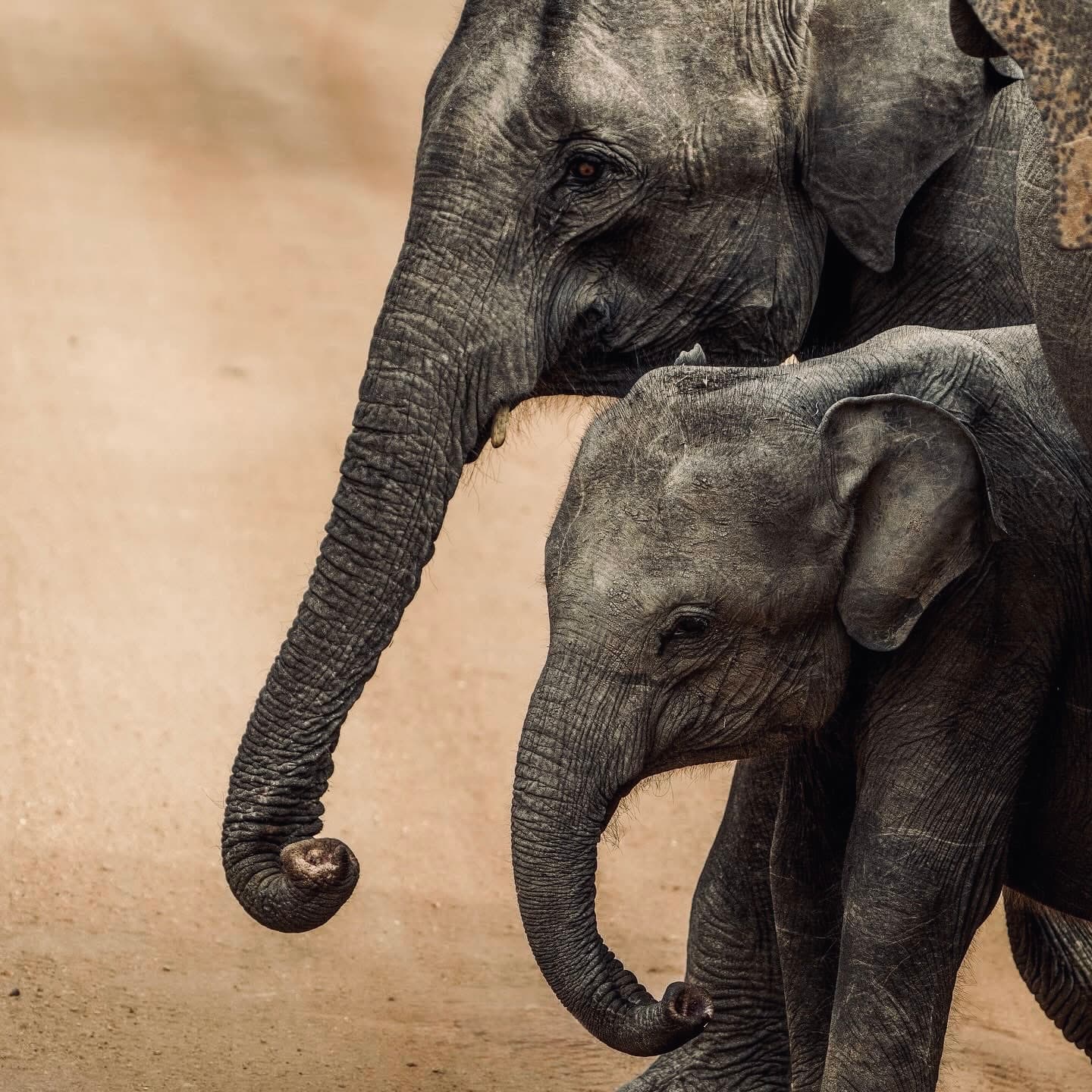 Ella Sri Lanka Guide | Best Things to Do, Hotels, Hiking & Travel Tips - Yala National Park Blog
