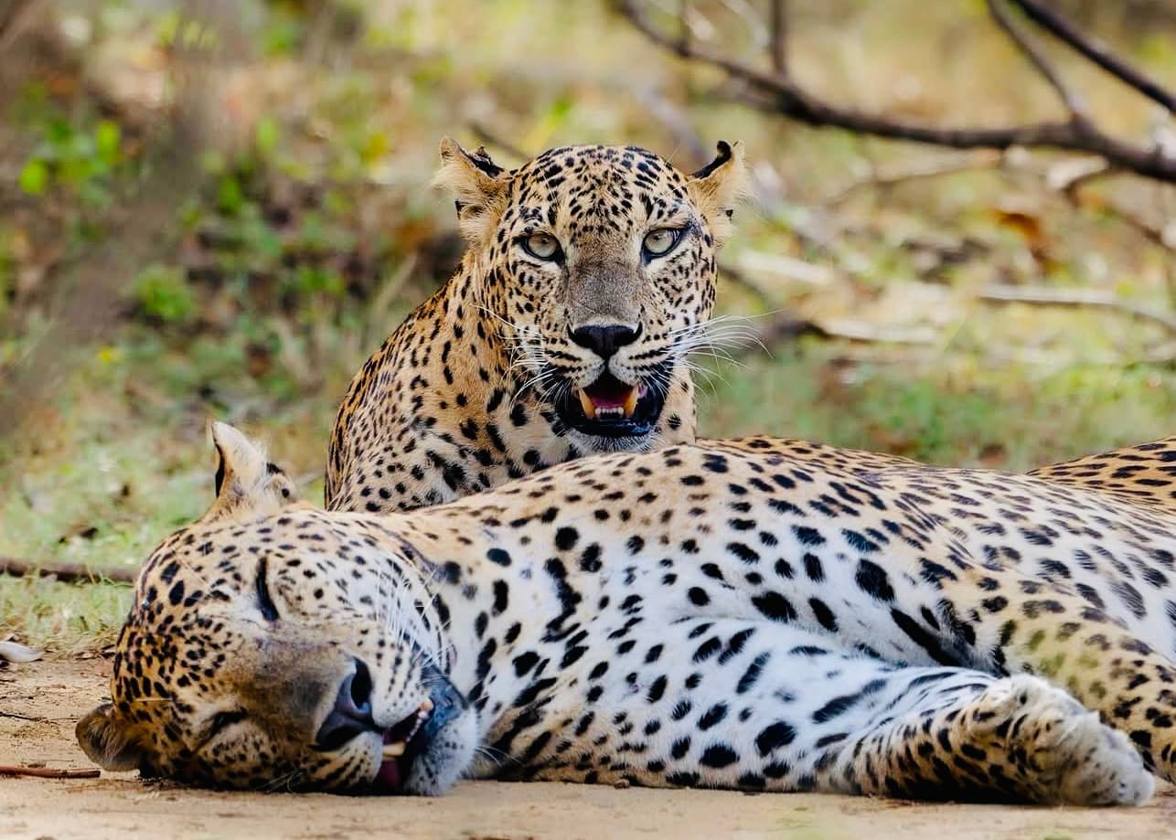 Sri Lanka Honeymoon Guide | Romantic Itinerary with Yala Safari Leopard Encounter - Yala National Park Blog