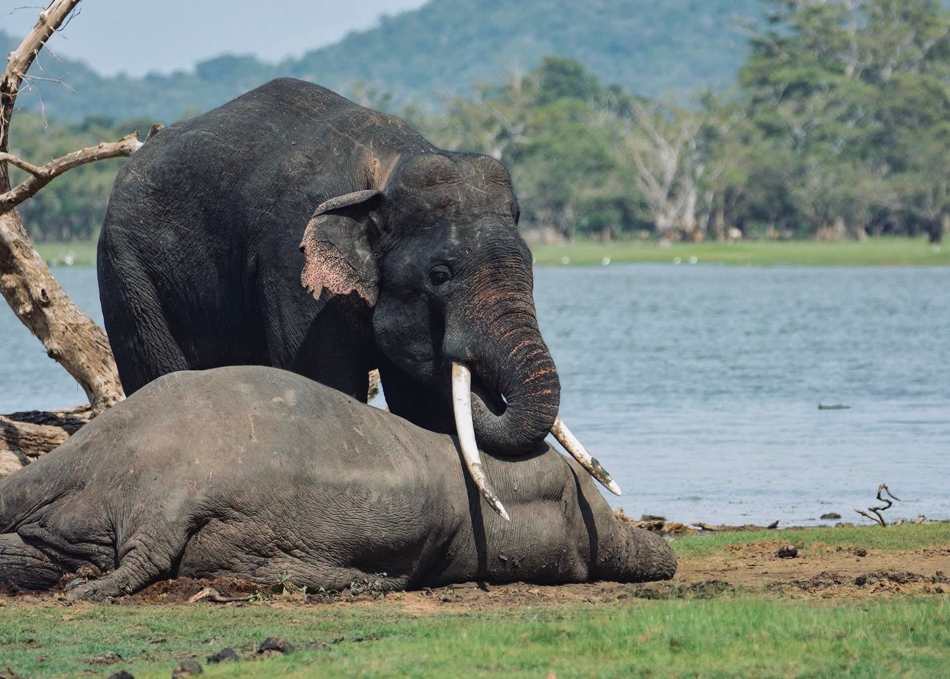 Best Beaches in Sri Lanka 2026 | Complete Guide to South & West Coast - Yala National Park Blog